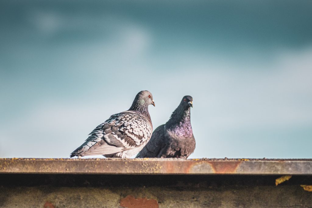 2 pigeons sur toitures ciel