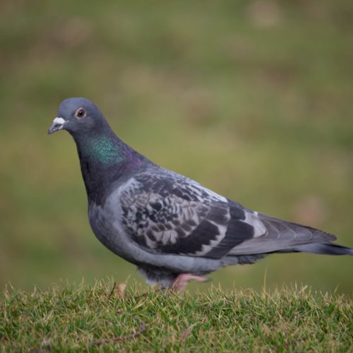 A common pigeon on the ground, single bird wading in the park